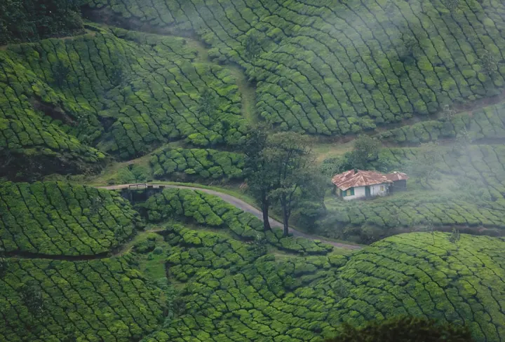 Tea estates on the hills, Munnar
